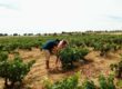 Juan Manuel Burgos inspeccionando un viñedo de la bodega