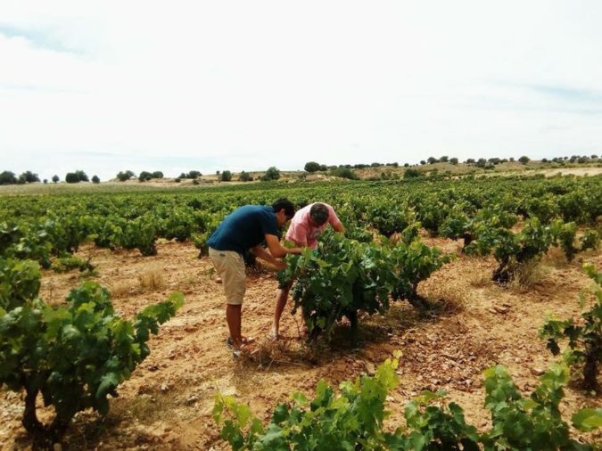 Juan Manuel Burgos inspeccionando un viñedo de la bodega