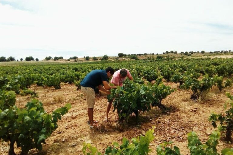 Juan Manuel Burgos inspeccionando un viñedo de la bodega