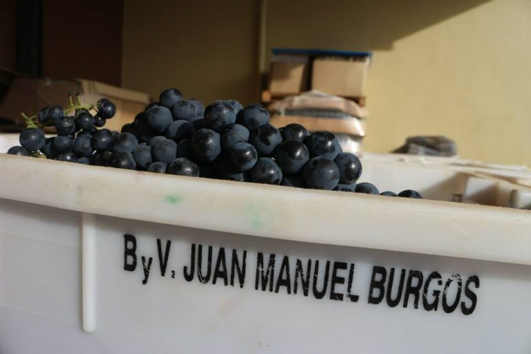 Momento de la vendimia