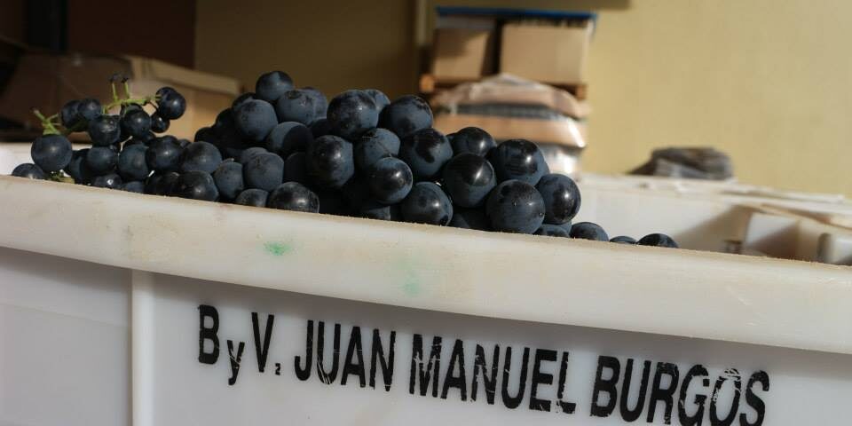 Momento de la vendimia