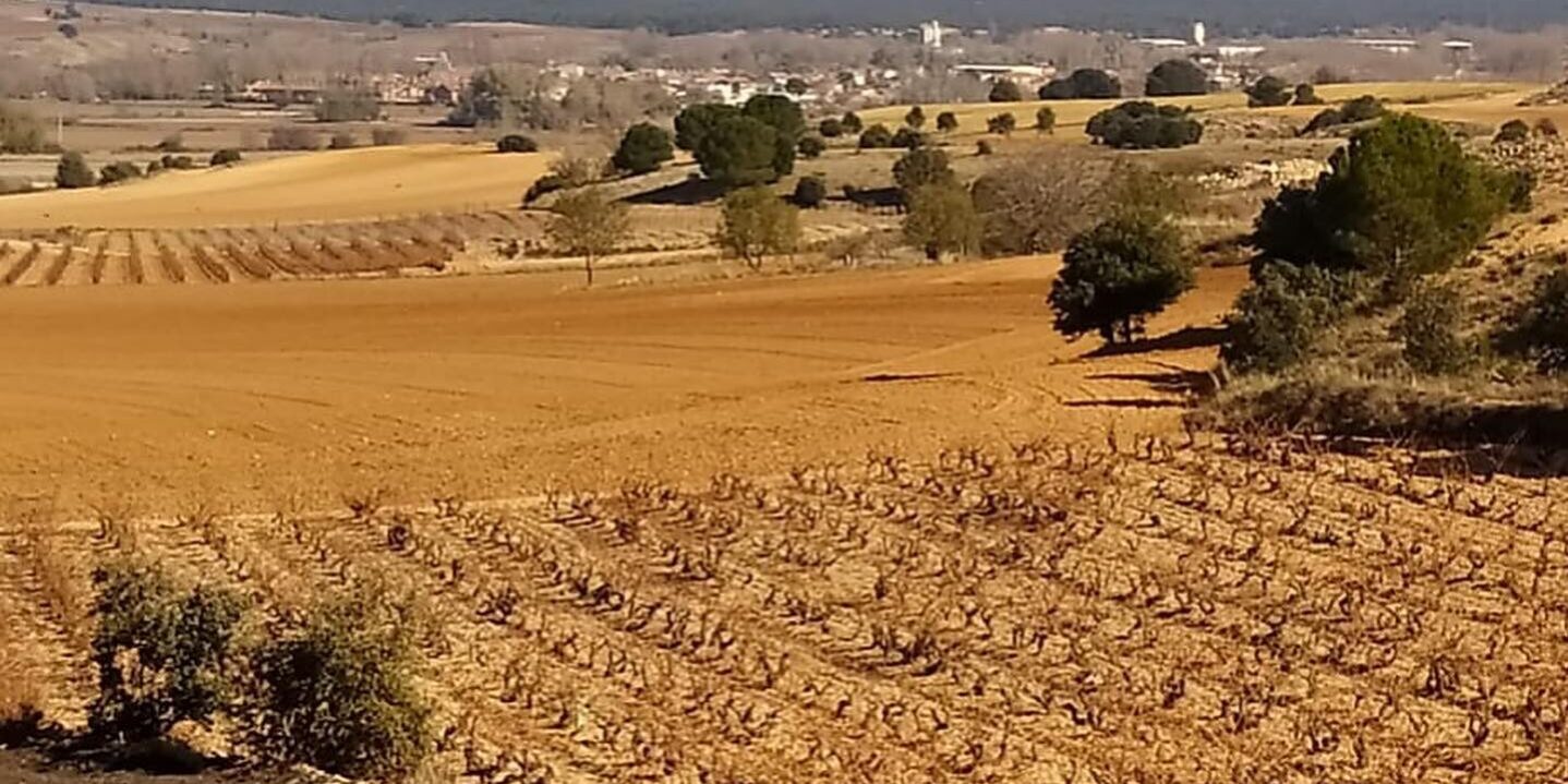 Viñedos de AVAN en Fuentelcésped