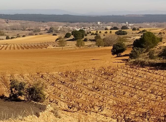 Viñedos de AVAN en Fuentelcésped