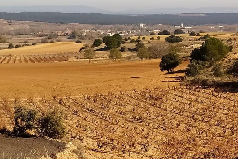 Viñedos de AVAN en Fuentelcésped